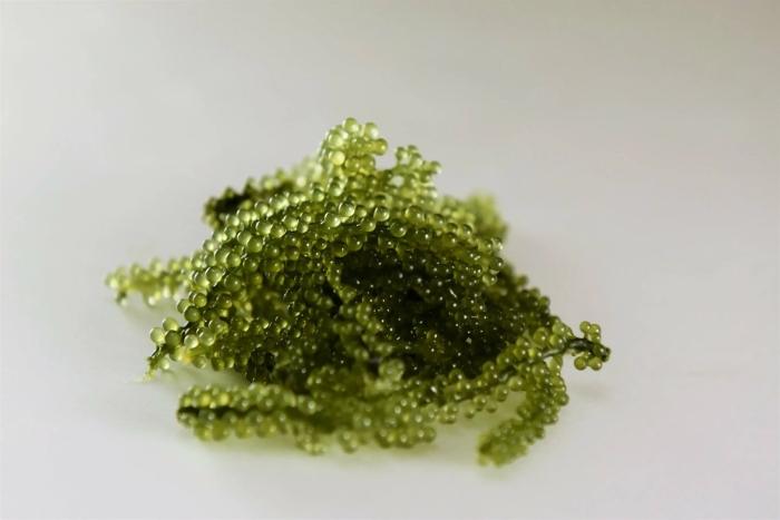 Каулерпа (caulerpa lentillifera) – «морской виноград»