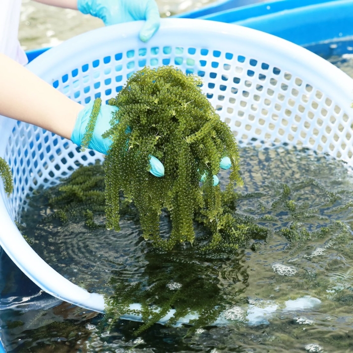 Водоросли морские