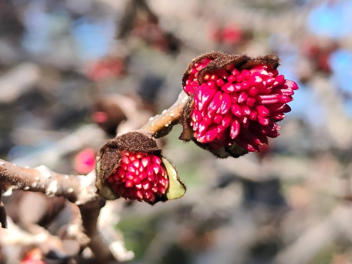 Цветущее дерево