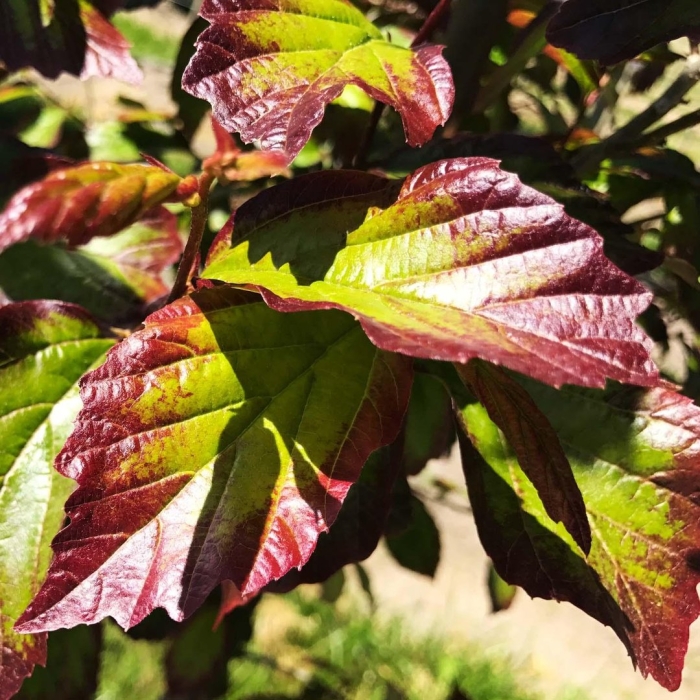 Пузыреплодник ред барон