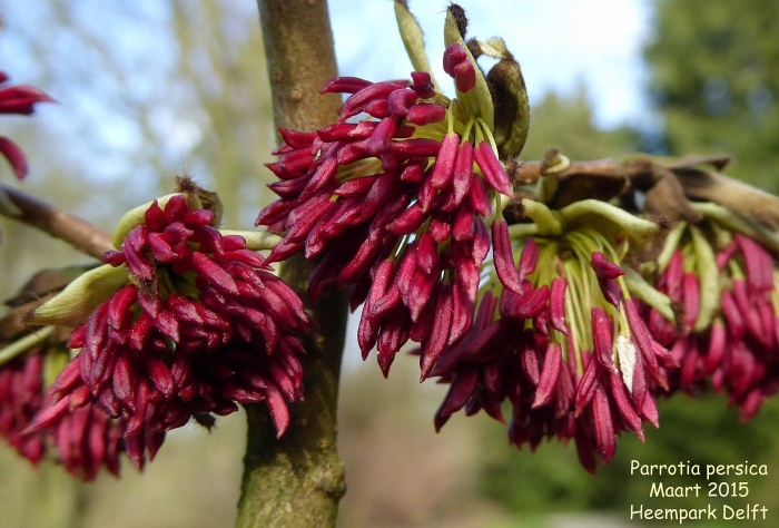 Железное дерево парротия персидская