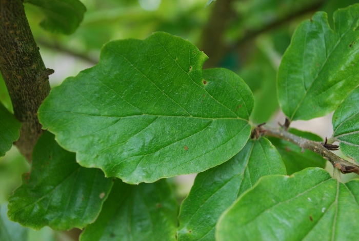 Hamamelis virginiana
