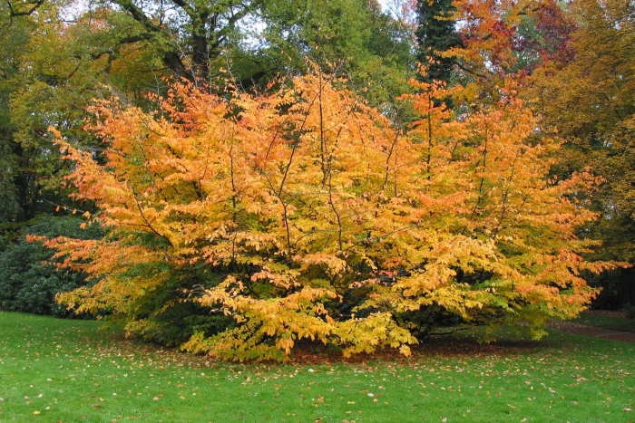 Cercidiphyllum japonicum