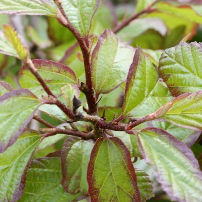 Viburnum × bodnantense