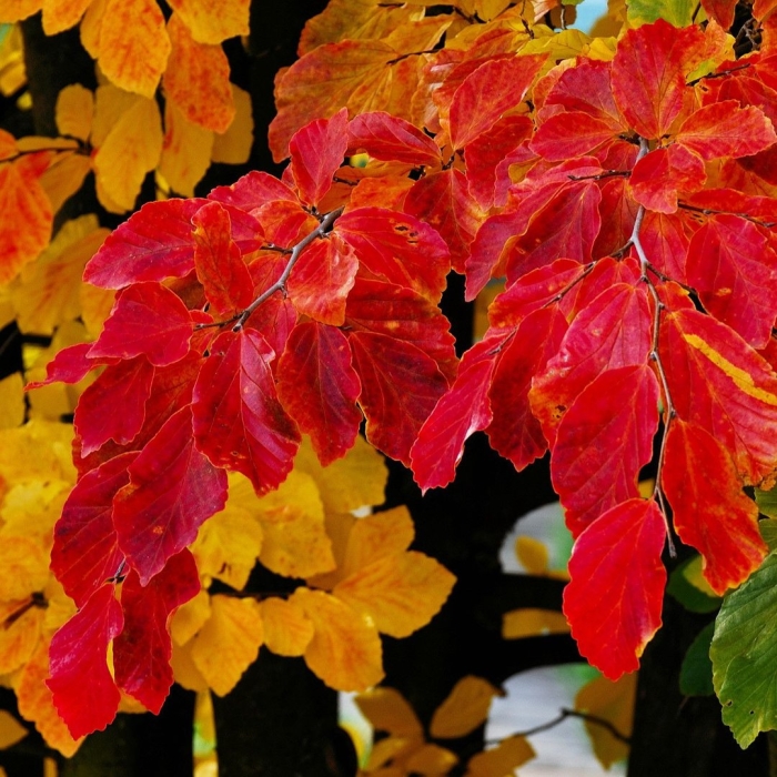 Осени листья