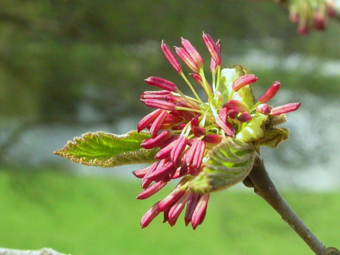 Parrotia persica