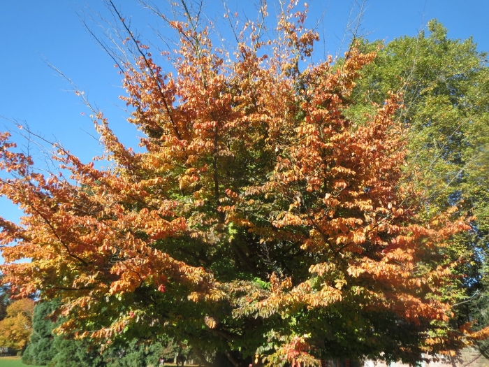 Багряник японский