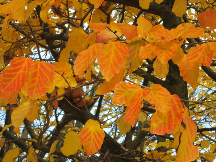 Бук европейский листья