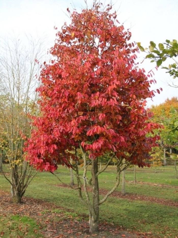 Sassafras albidum