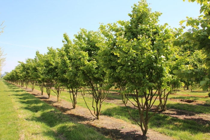 Дерево фундук лещина
