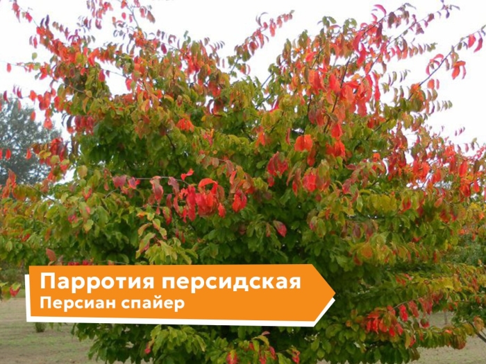 Растения декоративные