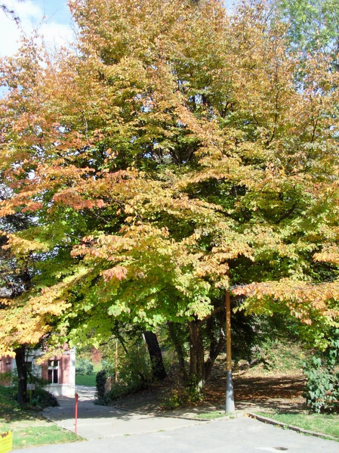 Acer palmatum katsura