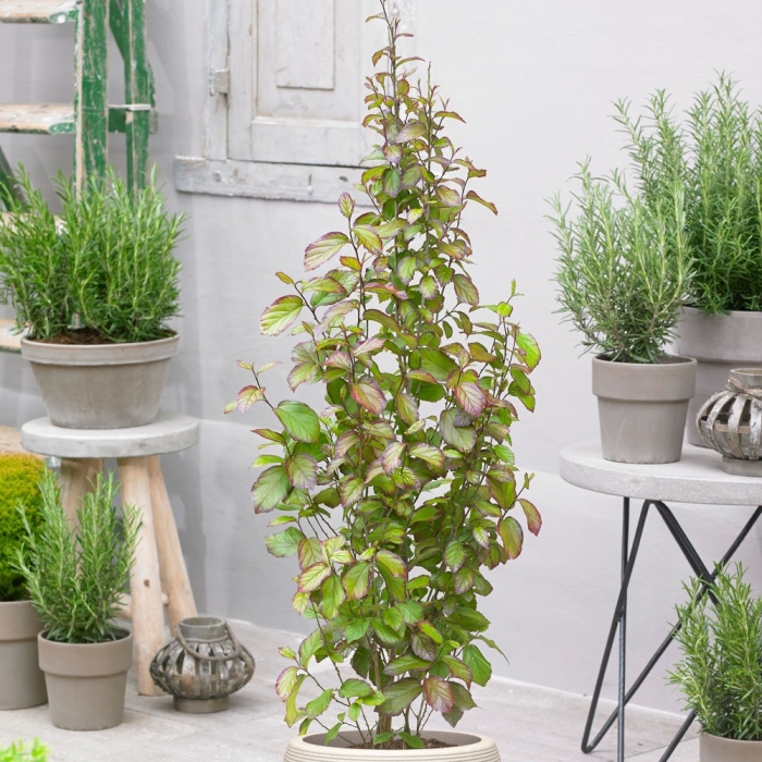 Parrotia per. persian spire