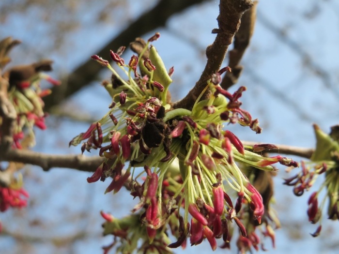 Клен ясенелистный