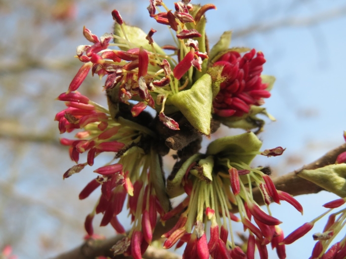 Клен ясенелистный цветет