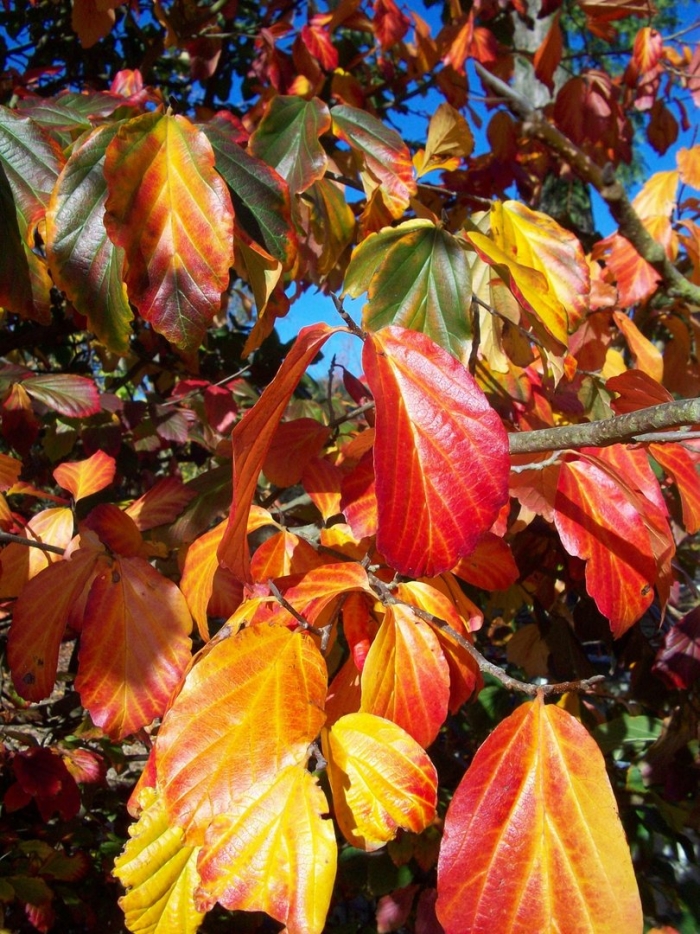 Acer rubrum october glory