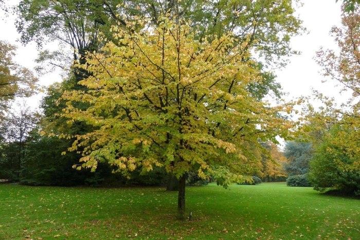 Клен пенсильванский (acer pensylvanicum)