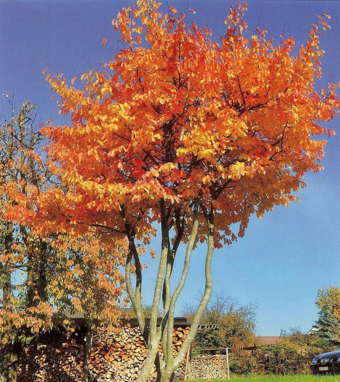 Рябина обыкновенная додонг