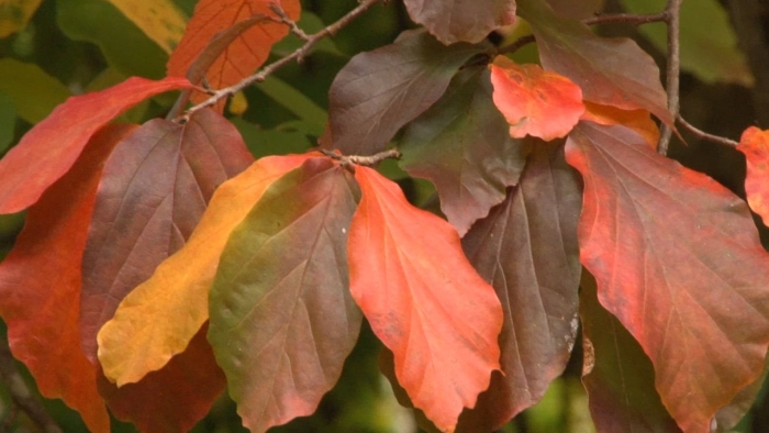 Осенние краски