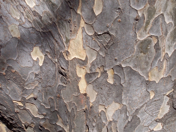 Текстура дерева коры