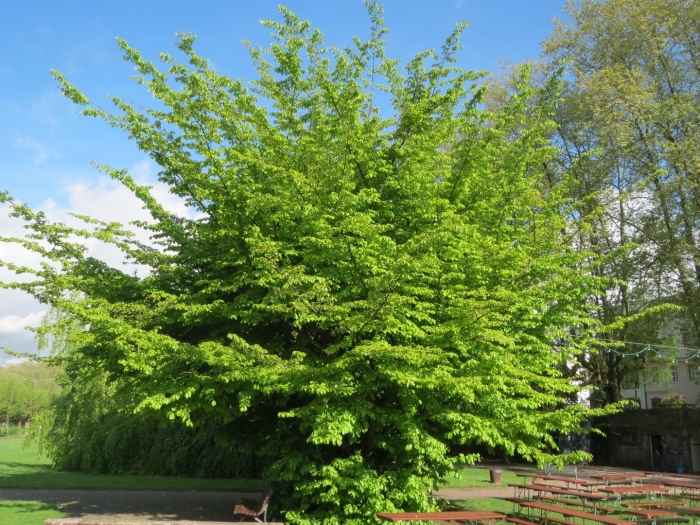 Carpinus betulus