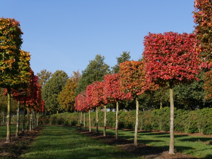 Клен красный acer rubrum