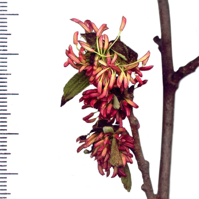 Цветы парротии