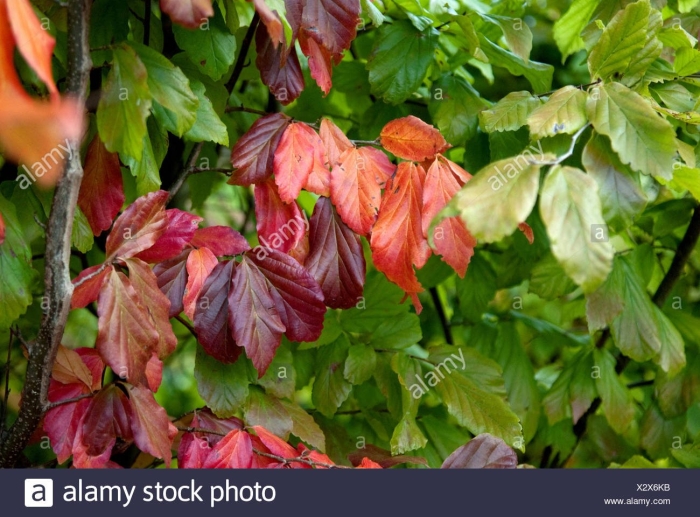 Виноград девичий пятилисточковый parthenocissus quinquefolia