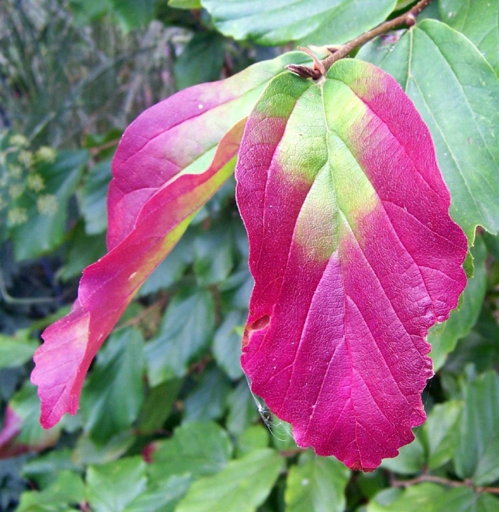 Парротия персидская цветы