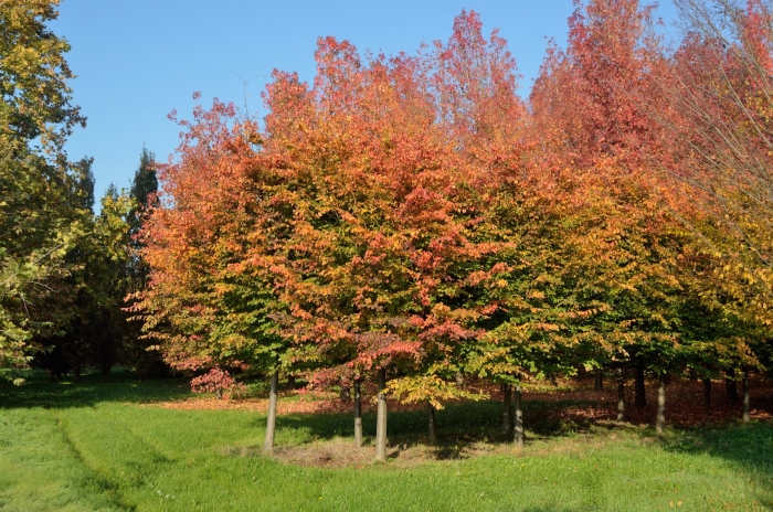Ирга ламарка amelanchier lamarckii