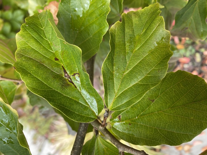 Hamamelis vernalis