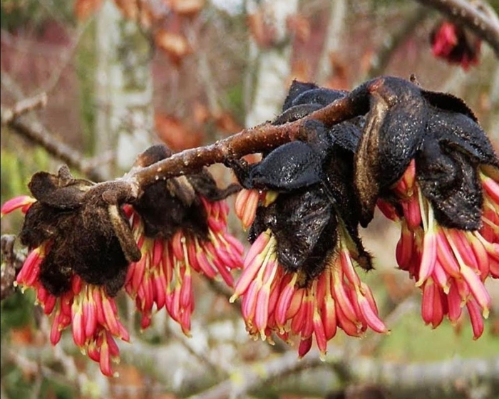 Багрянник японский cercidiphyllum japonicum