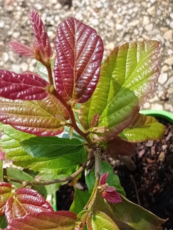 Parrotia persica persian spire