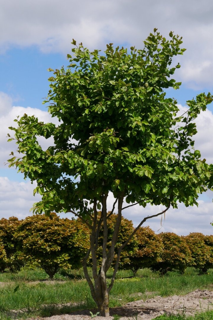 Липа мелколистная tilia cordata