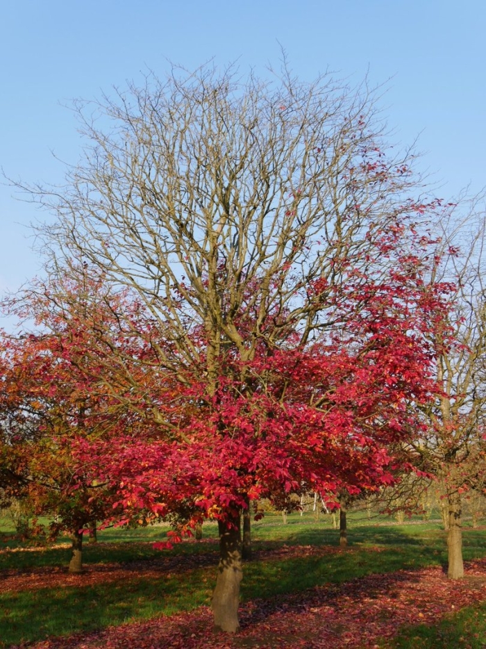 Ирга ламарка