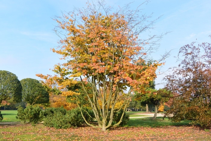 Ирга ламарка amelanchier lamarckii