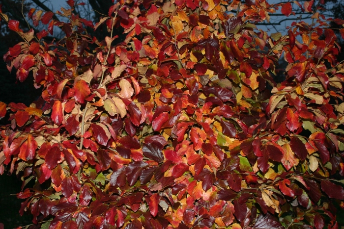 Кизильник блестящий осень