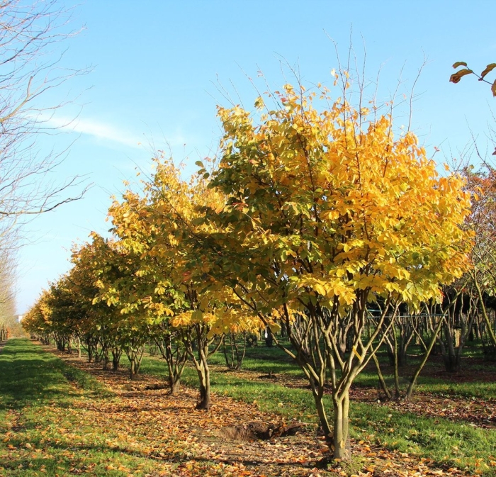 Acer palmatum orange dream