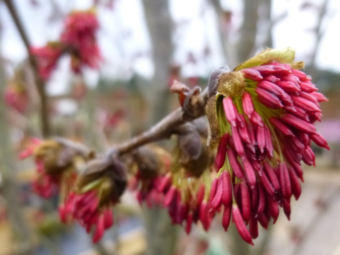 Парротия персидская