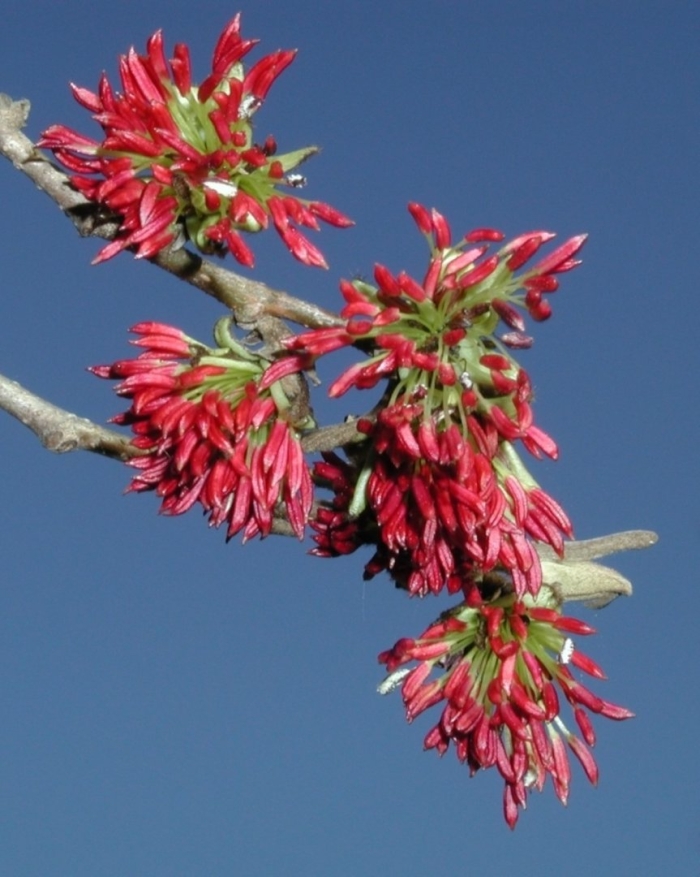 Железное дерево