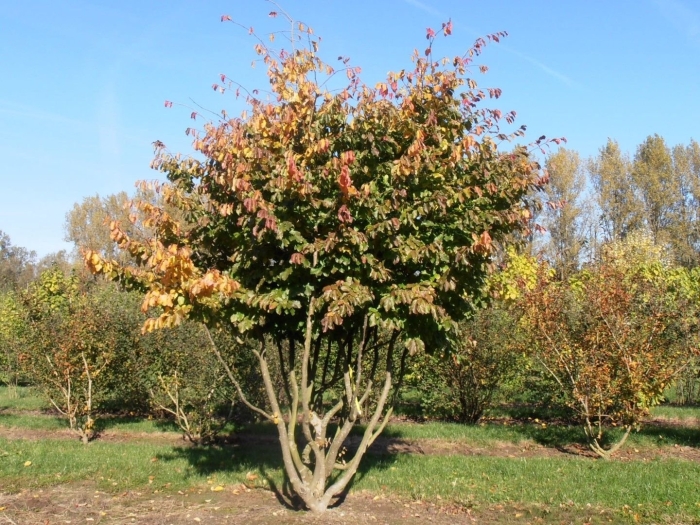 Amelanchier lamarckii