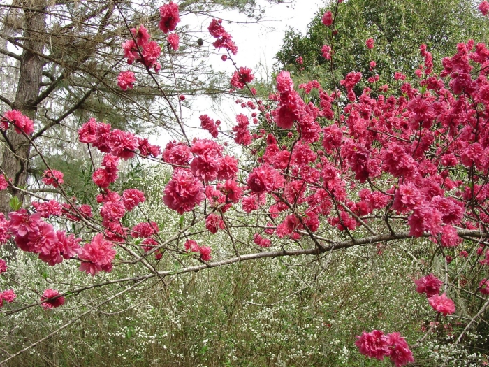 Flowering peach tree