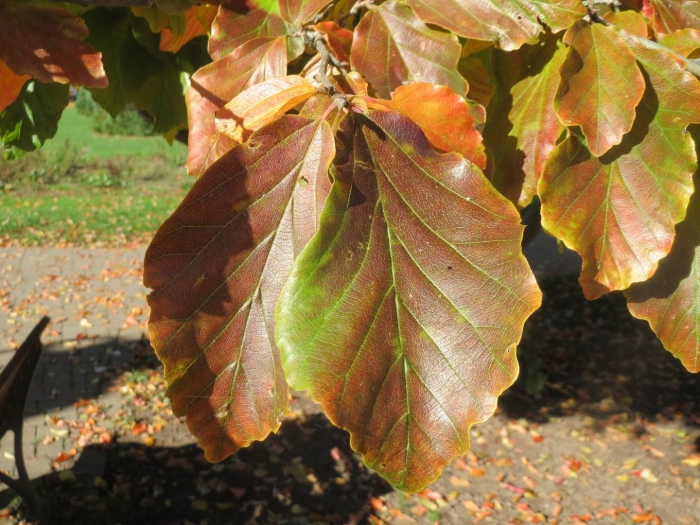 Fagus sylvatica purpurea