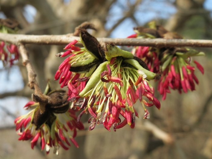 Парротия персидская