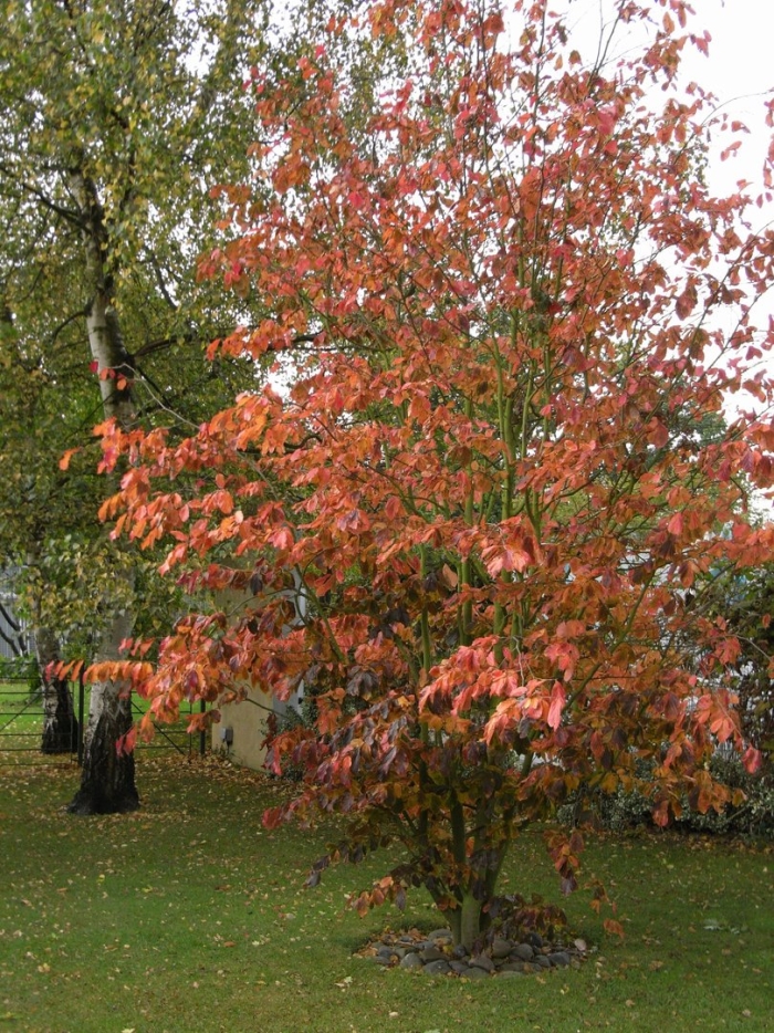 Клен приречный гиннала