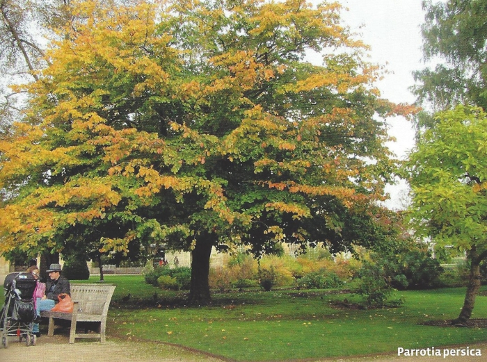 Парротия персидская