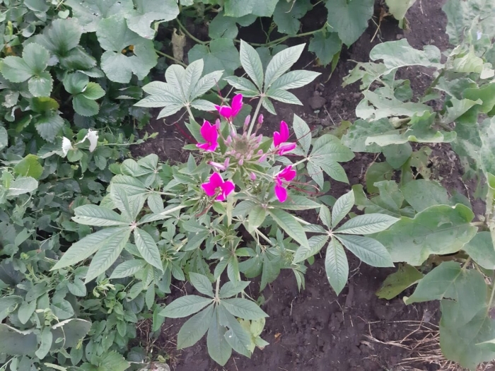 Брызги шампанского куст садовый