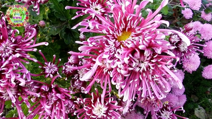 Хризантема гилберт лайт пурпл