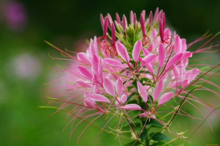 Клеома колючая