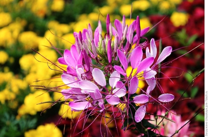 Клеома колючая